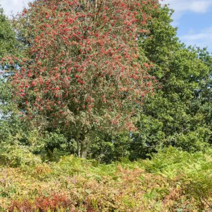 Maiden Castle in August 37