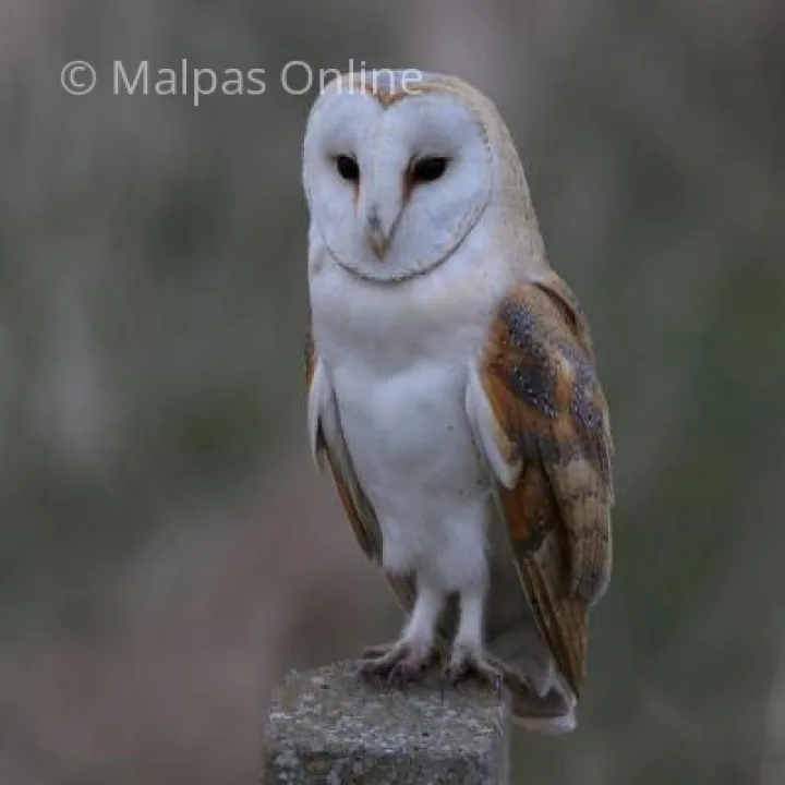 Adult Barn Owl (Latin Name &ndash; Tyto alba )