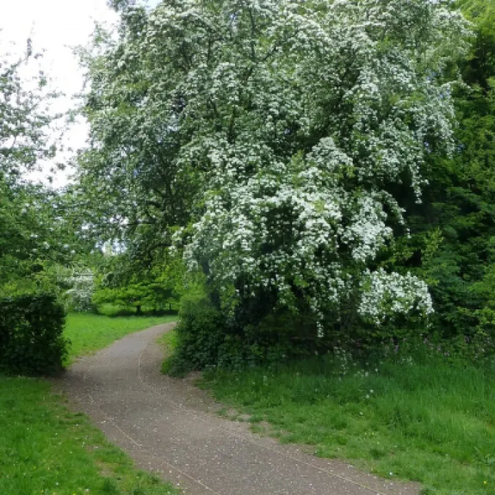 White Hawthorn 2