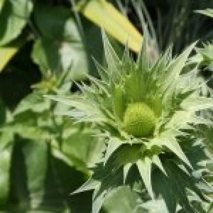 20080617 0007