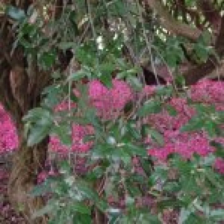 Holker Hall Visit 021