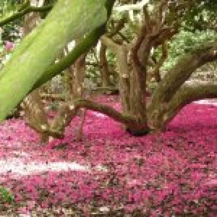 Holker Hall Visit 027