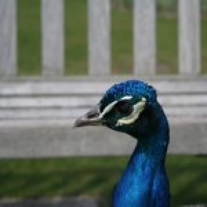 20060511 0063
