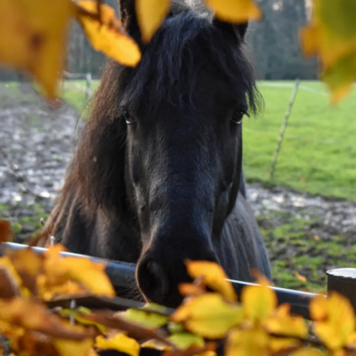 Image: 10 SeniorC Sam AutumnStallion (LateEntry)