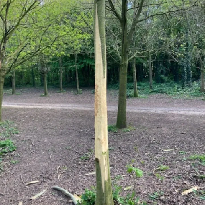 Vandalism Kills Tree