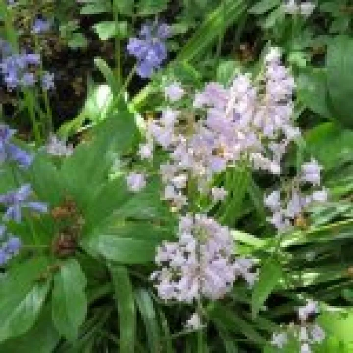 Branklyn Gardens jpg1