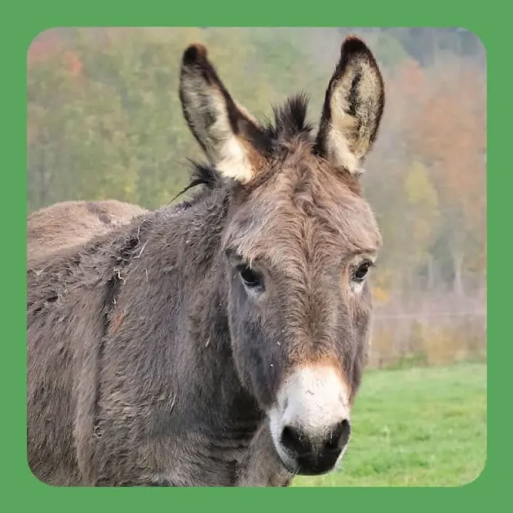 Donkey