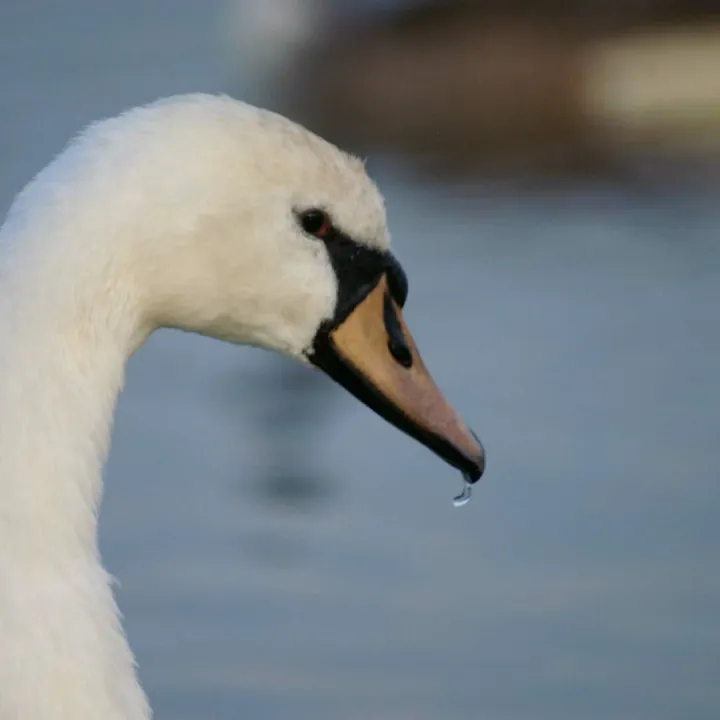 Swanpic
