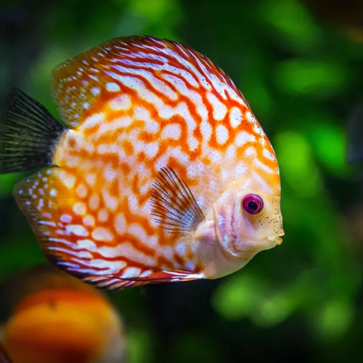 Discus fish, fish