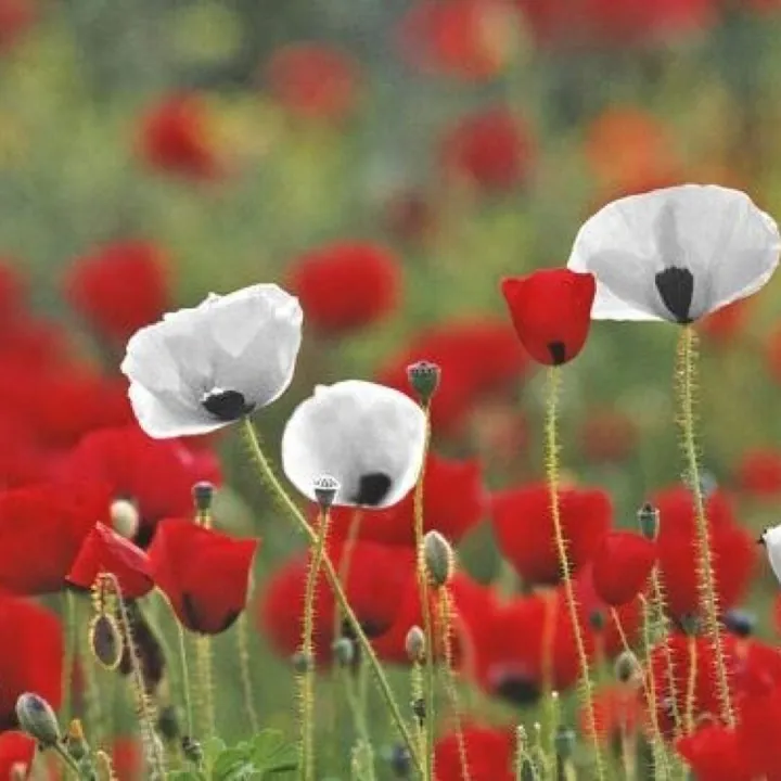 Poppy For Peace