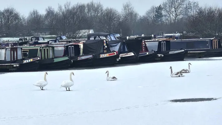 Swans
