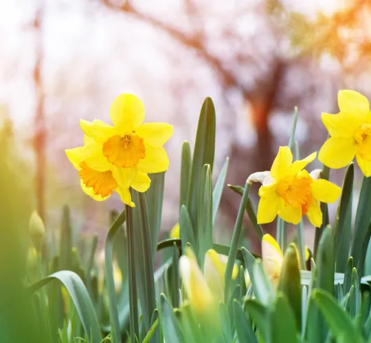 The yellow daffodil (Narcissus) blooming in the