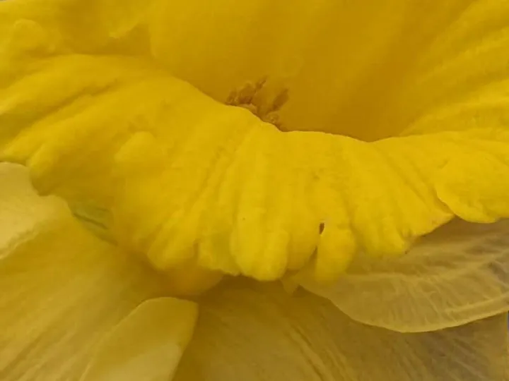 Flower Pop