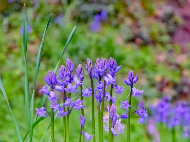 RR Blue Bells F9208