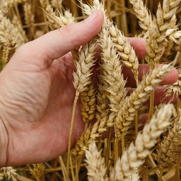 Wheat-G1a4445fe3_1280