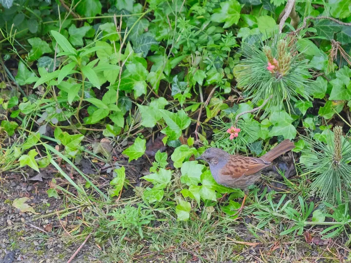 RR Dunnock F9332