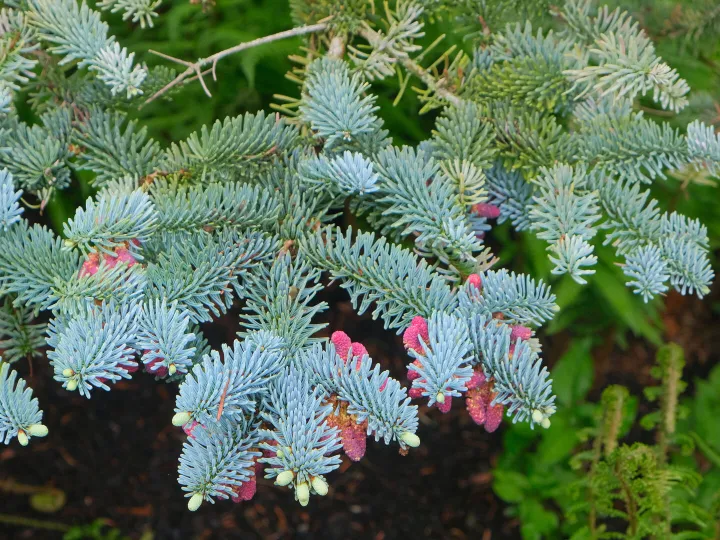 RR Blue Spruce F9325