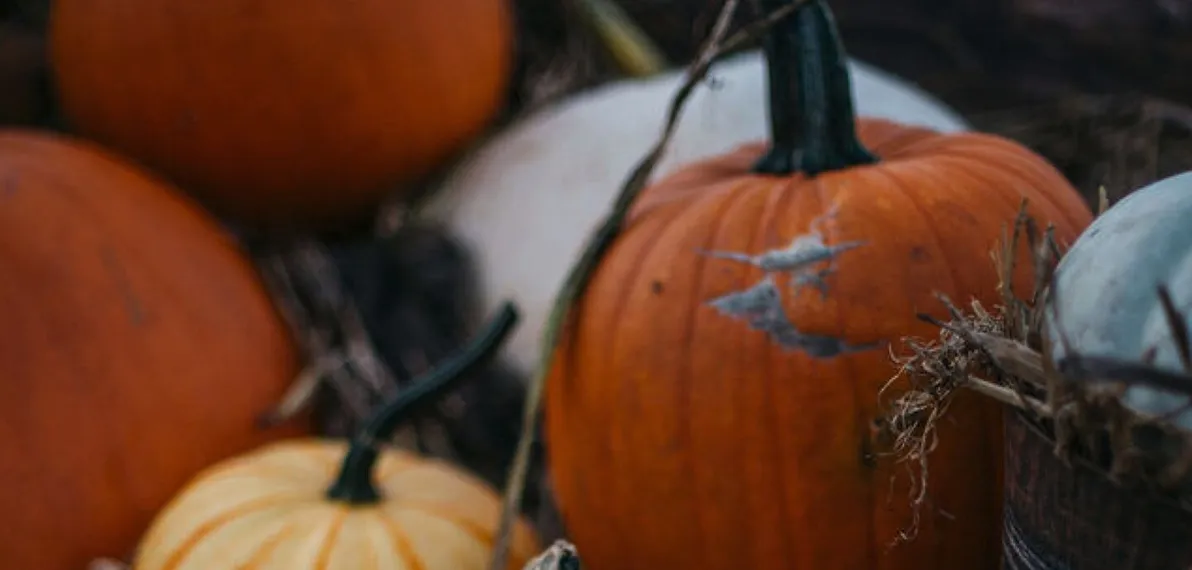 Mixed Harvest Pumpkins Display
