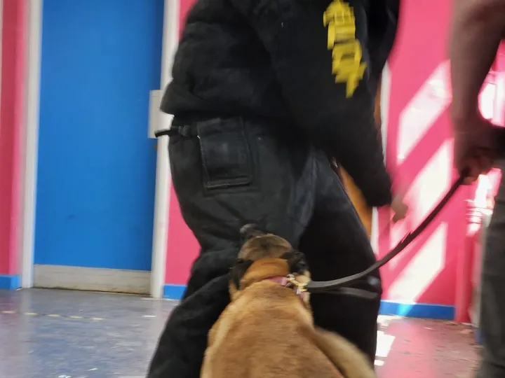 Dog Obedience Training Beside Handler