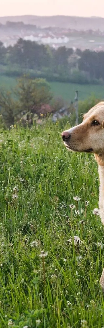 Cute adorable brown dog
