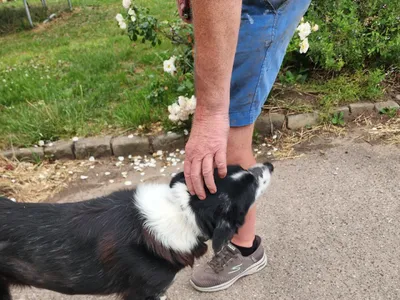 Found – White and white colley bitch