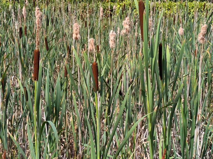 #Reedmace Pxl_20260719_141813342