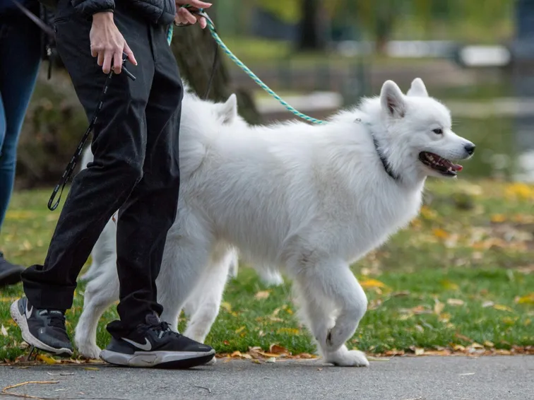 Dog Walking Christian-Testa Unsplash
