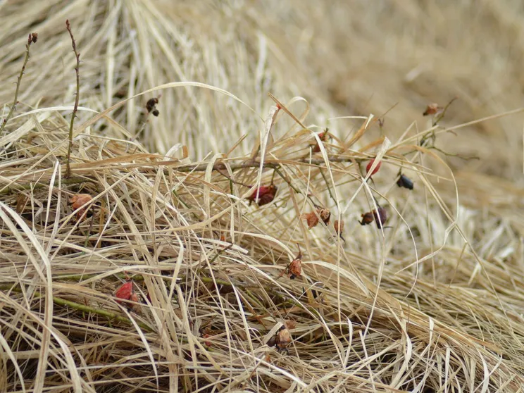 Detailed close-up of dried grasses with withered