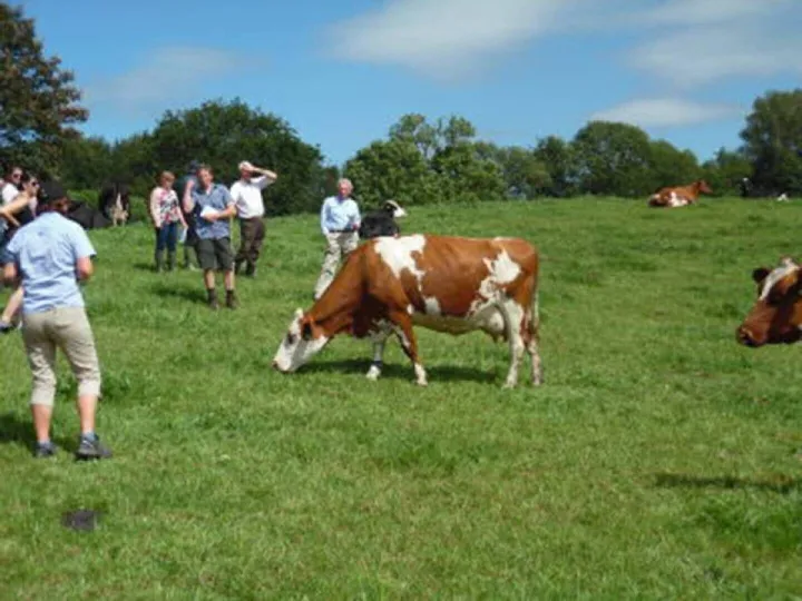 The crossbred herd at Low Sizergh