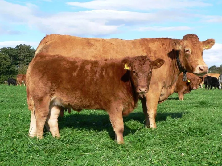 AHDB workshops for both beef and dairy farmers