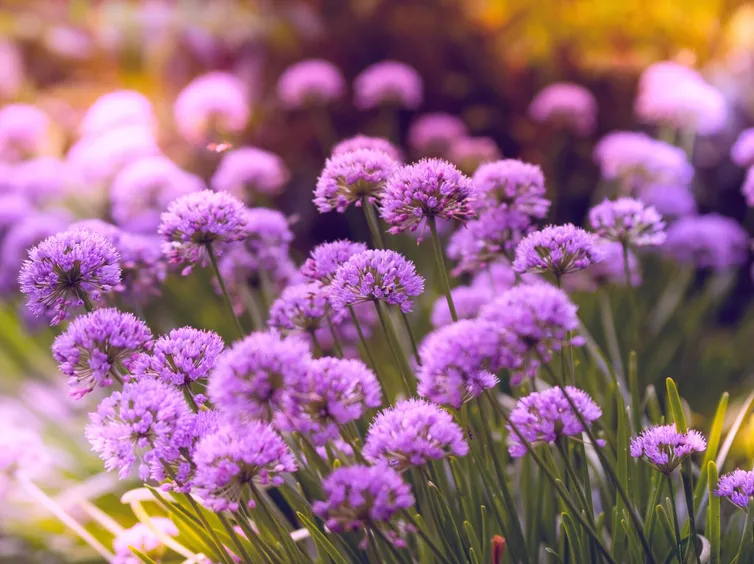 Beautiful purple flowers in full bloom, capturing