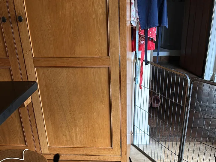 Lost &ndash; Lost Black Patterdale Terrier