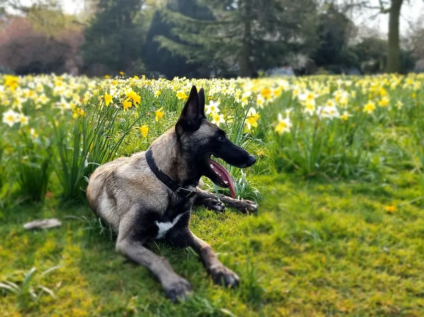 An owner and their dog working together in a one-to-one training session