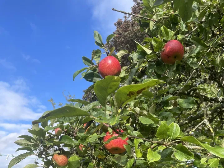 Apple Tree