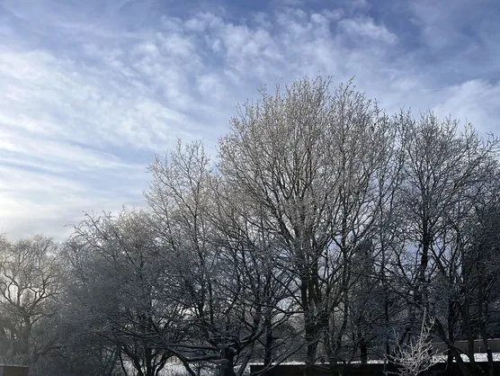 Frosted trees and snow covered ground across the forest school site