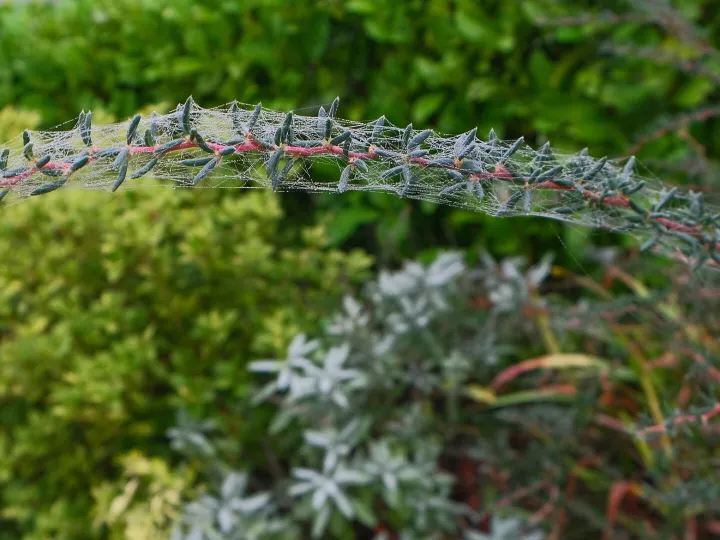RR Spider Web On Berberis F0063