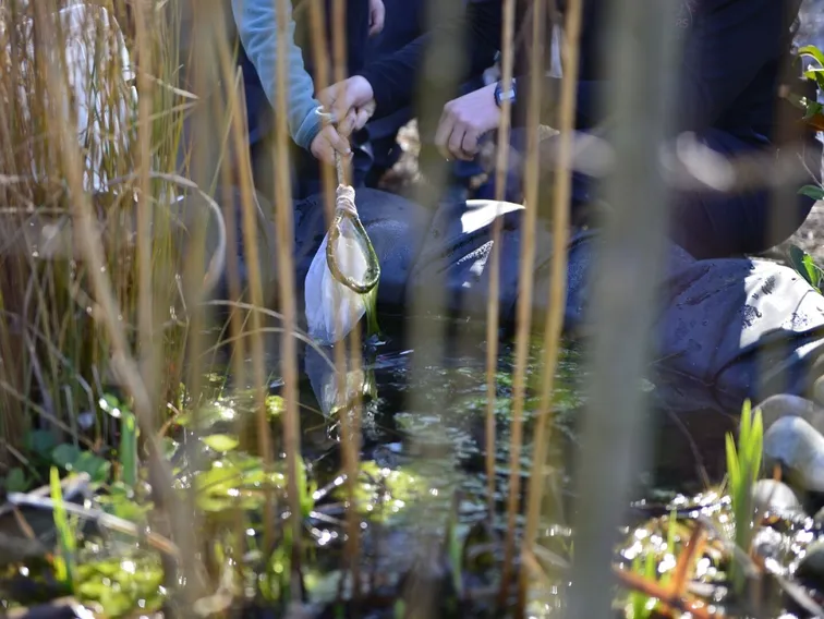 Children pond dipping with a net, seen through the reeds at the edge of the pond