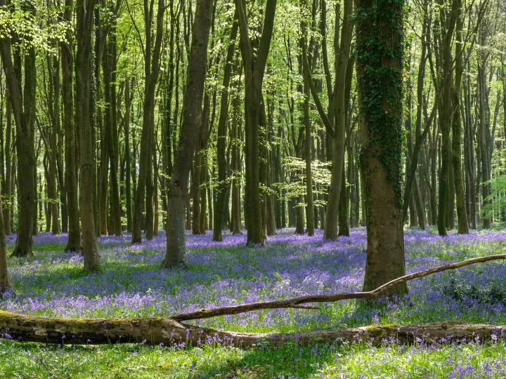 Sunlit woodland carpeted with bluebells in spring