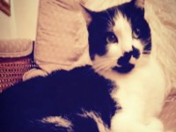 Elf the cat