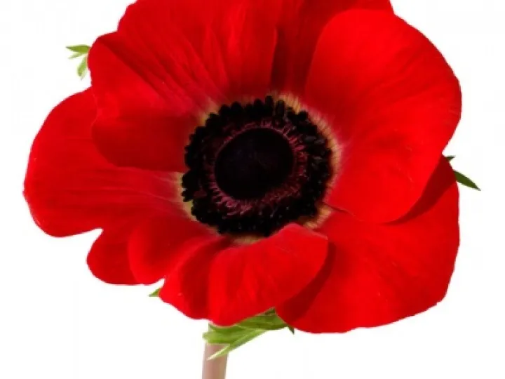 poppy2