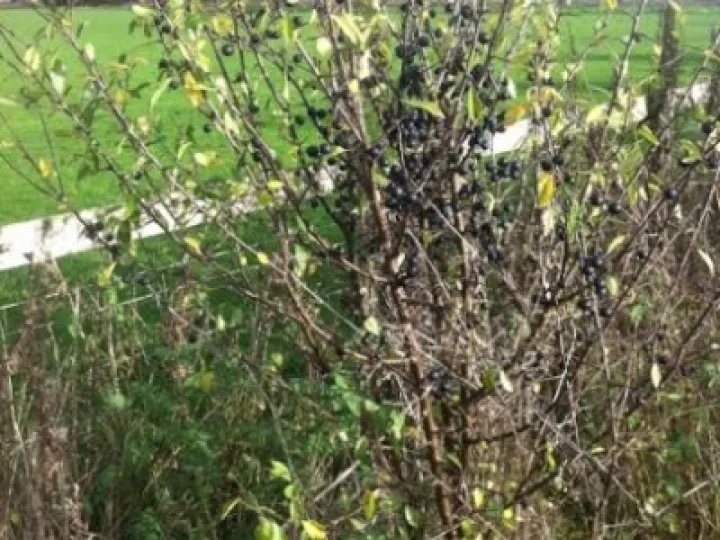 Sloes