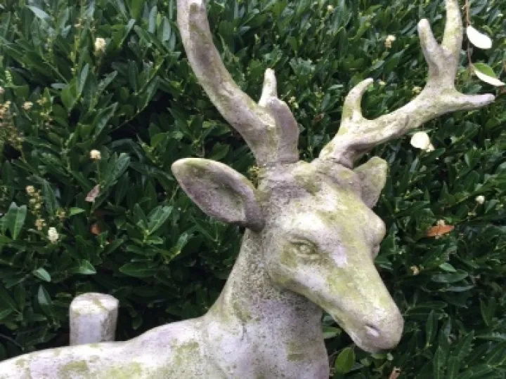 Stag (1)