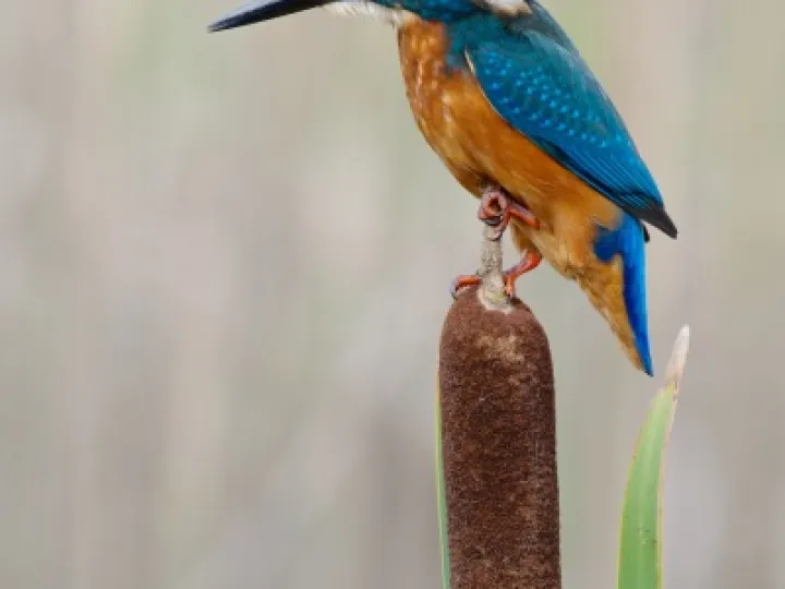 Kingfisher
