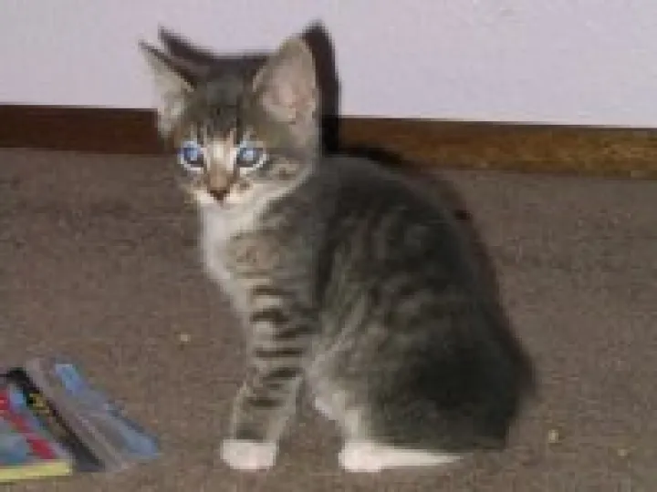 Tabby_kitten