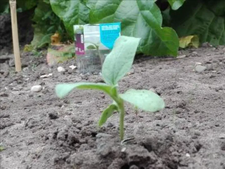 Secret Sunflower Sower4-docx
