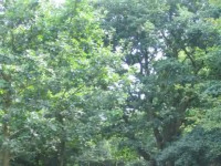 Community Woodland