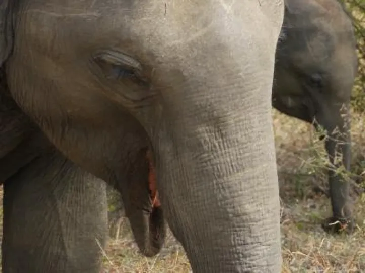 Sri Lanka Elephant