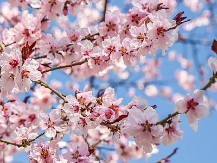 Spring Blossom