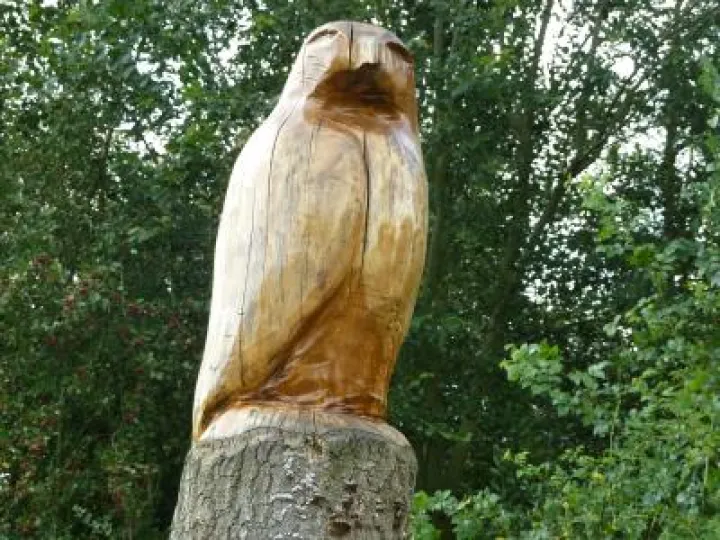 Classic Buzzard