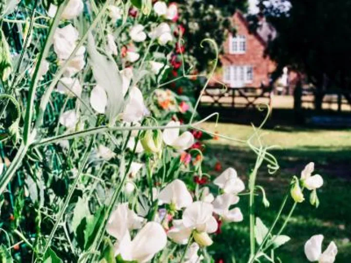 July musings2